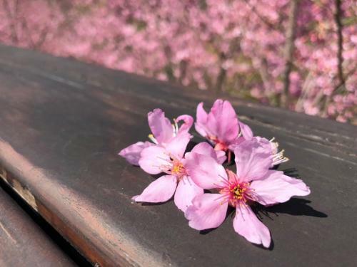 Guan Wu Chia Cao