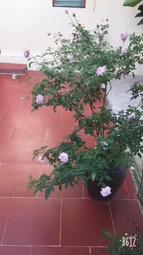 Bed & Breakfast Van Long Family Homestay