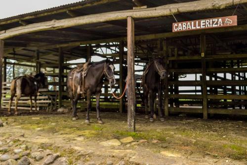 Hotel Termales Del Bosque
