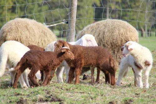 Agroturismo Ferienhof Zum Sagschneider