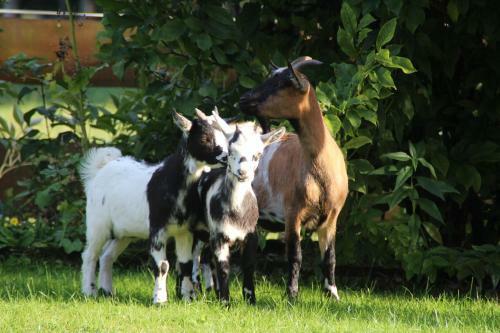 Agroturismo Ferienhof Zum Sagschneider