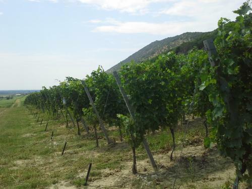 Hostal Nagyhars�nyi Vend�gh�z