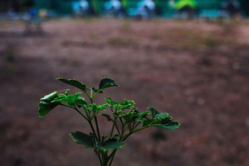 Camp Aloha By Getsetcamp