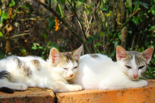 Swastha Plantation Homestay