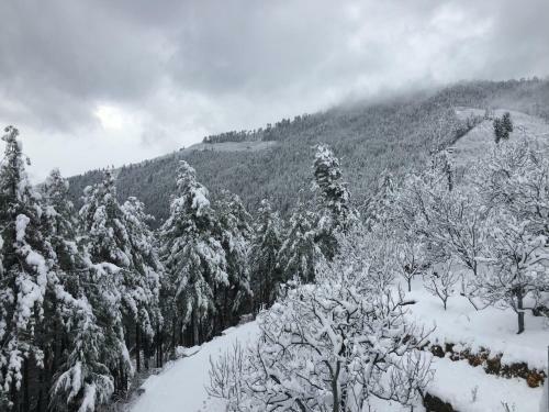Villa Zostel Homes Kotgarh (shimla)