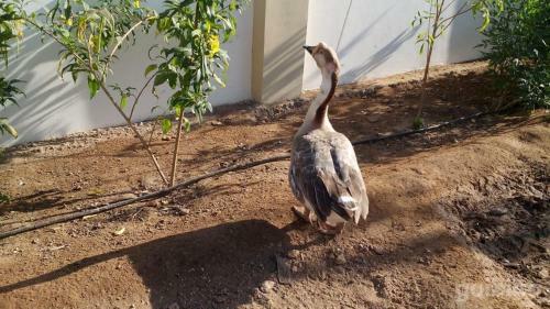 Hotel The Village Resort Mandvi