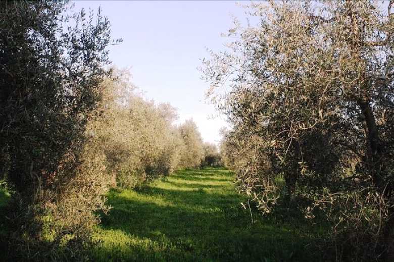 Agroturismo Agriturismo Vigna Mai