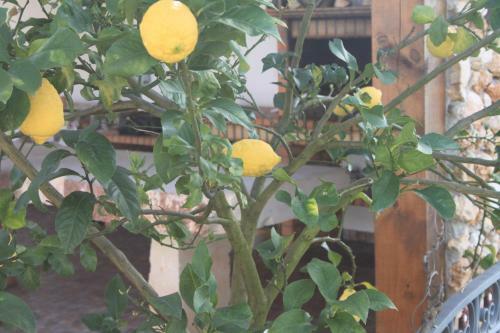 Quinta De S�o Jo�o