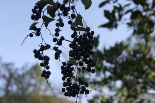 Quinta De S�o Jo�o
