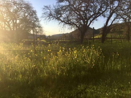 Bed & Breakfast Rustridge Ranch & Winery
