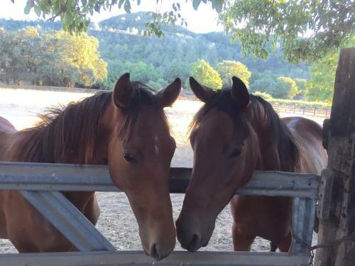 Bed & Breakfast Rustridge Ranch & Winery