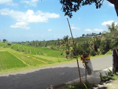 Teras Subak Jatiluwih