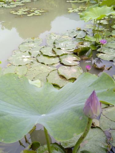 Lily Village