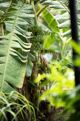 Bed & Breakfast Coco Land Homestay
