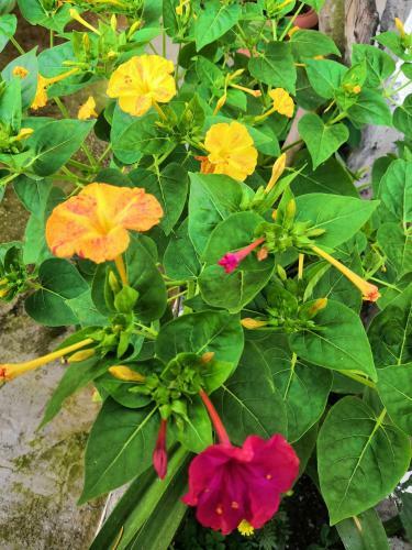 Hostal Guesthouse Bougainvillea
