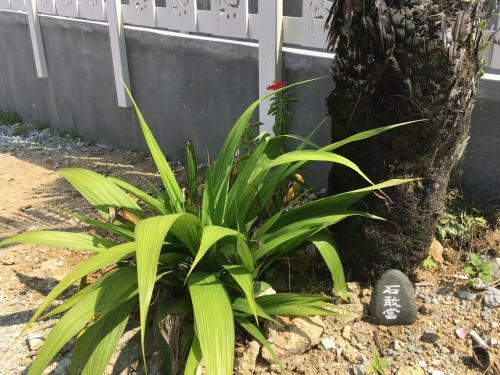 Hostal Shimanchu Guest House Yuien
