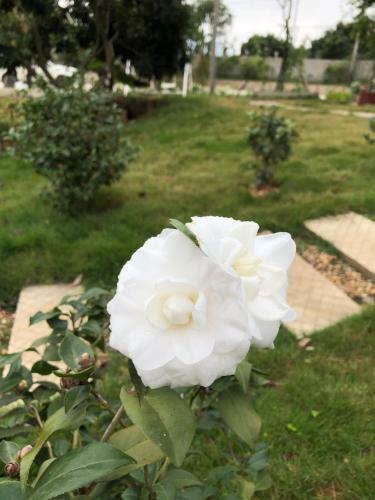 Villa Rose Garden