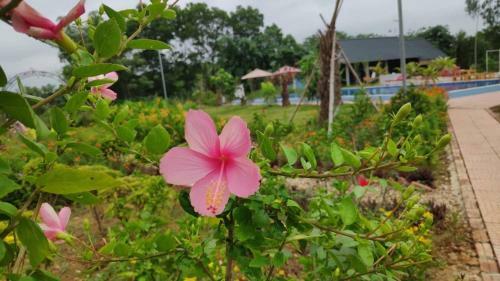 Villa Rose Garden