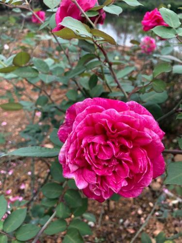 Villa Rose Garden