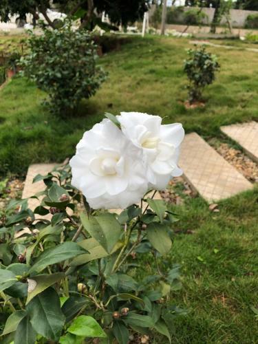 Villa Rose Garden