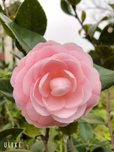 Villa Rose Garden