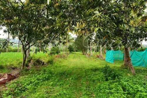Mystic Greens Homestay, Coorg