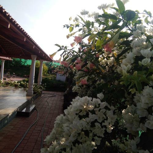 Bougainvillea Homestay