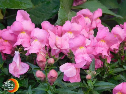Agroturismo Harvest Moon Guest House
