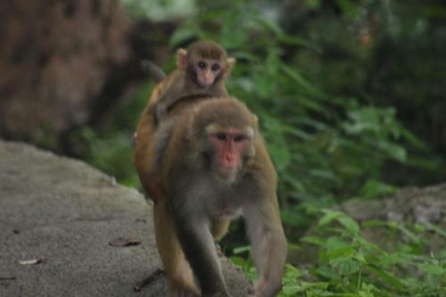 Bickey's Homestay