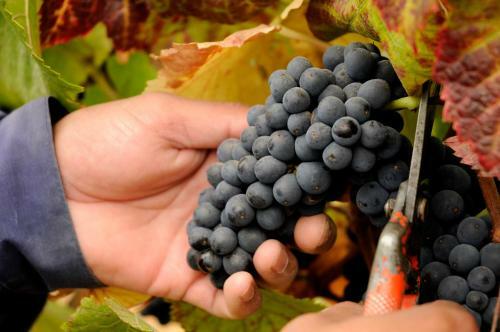 Agroturismo La Casona At Matetic Vineyards