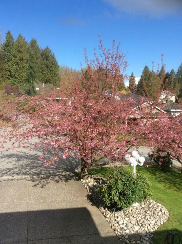 Vancouver Back Gardens