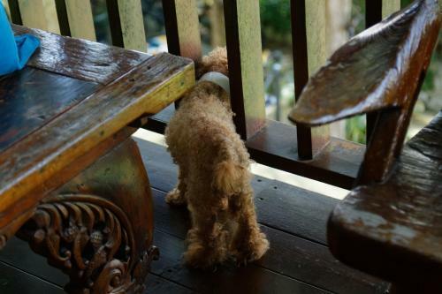 Bed & Breakfast Sun Moon Lake Full House Resort