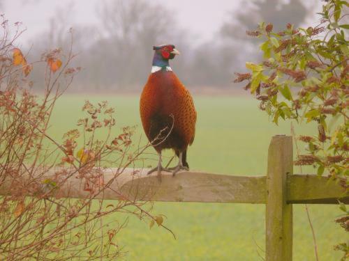 Agroturismo Pheasant Suites