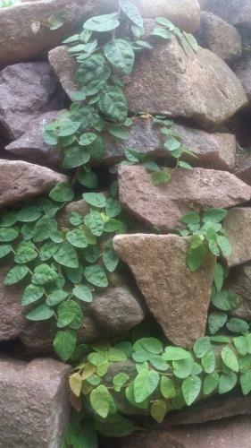 Hostal Stone House B&B
