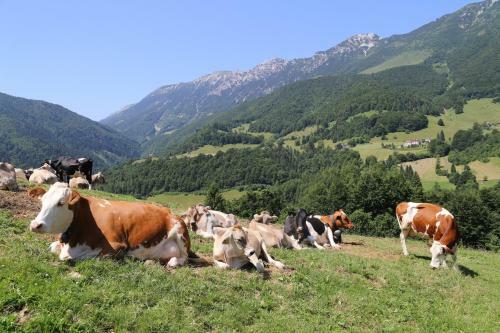Hotel Albergo Alpino Da Tullio