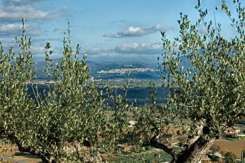 Agroturismo Il Poggio Degli Olivi