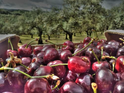 Agroturismo Finca La Ramallosa