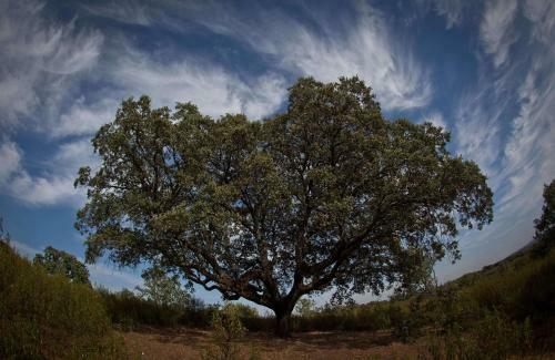 Agroturismo Finca La Ramallosa