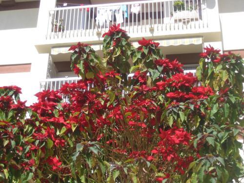 Apartamento Carabeo 2000 3.1