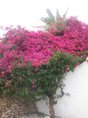 Apartamento Carabeo 2000 3.1