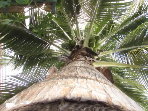 Hotel Blue Coconut Cancun