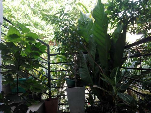 Bed & Breakfast Sacred City Tourist Resort