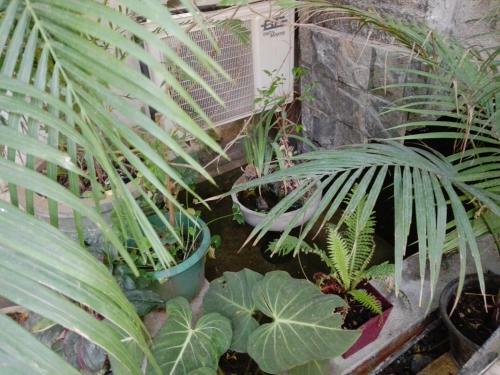 Bed & Breakfast Sacred City Tourist Resort