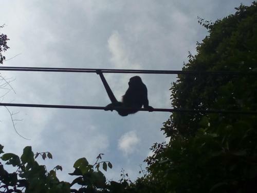Caba�a Arenal View #3