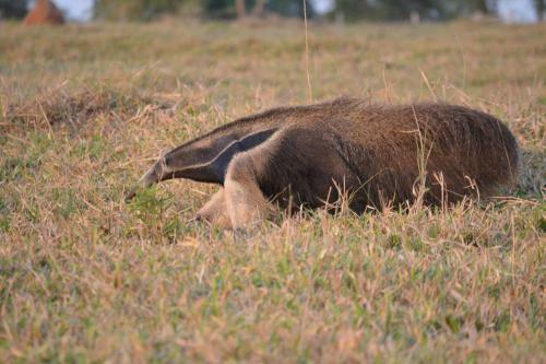 Bed & Breakfast Pantanal Ranch Meia Lua