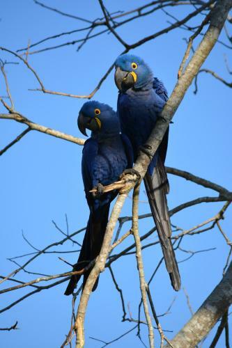 Bed & Breakfast Pantanal Ranch Meia Lua