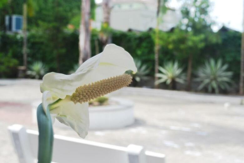 Hotel Guest