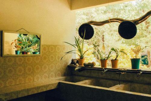 Hostal Surf House Pavones