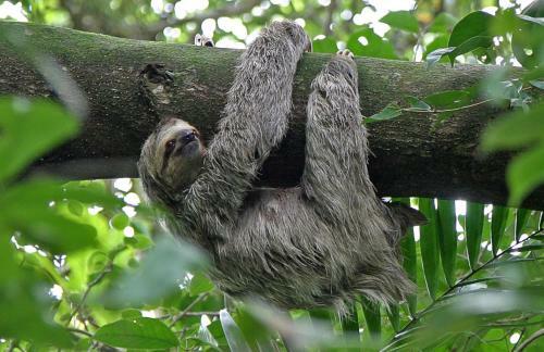Lodge Anaconda Amazon Island