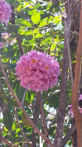 Albergue Da Rose